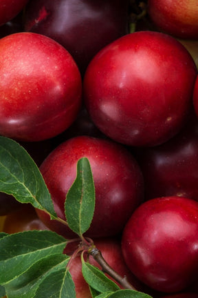 Acquagel Hidratante Corporal Nativa SPA Ameixa 250g- (VERIFCAR) - O Boticário Dev - CORPO E BANHO - Nativa SPA - 8467 - 7891033627882 - Acquagel Hidratante Corporal Nativa SPA Ameixa 250g- (VERIFCAR)